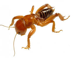 Jerusalem Crickets - Pestipedia