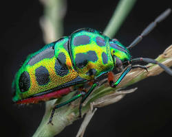 Jewel Beetles - Pestipedia