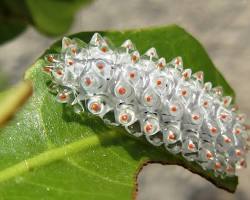 Jewel Caterpillars - Pestipedia