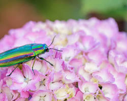 Jewel Flower Bugs - Pestipedia