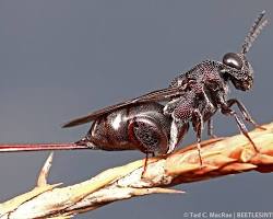 Jewel Wasp Parasitoids - Pestipedia