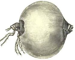 Jigger Fleas - Pestipedia