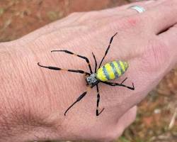 Joro Spiders - Pestipedia