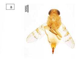 Jujube Fruit Flies - Pestipedia