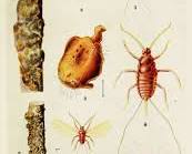 Jujube Scale Insects - Pestipedia