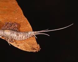 Jumping Bristletails - Pestipedia