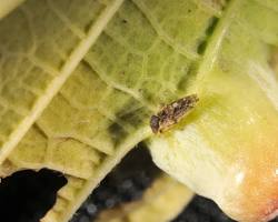 Jumping Gall Lice - Pestipedia