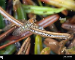 Jumping Plant Lice Psyllids - Pestipedia