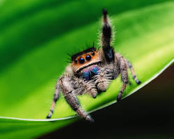 Jumping Spiders - Pestipedia
