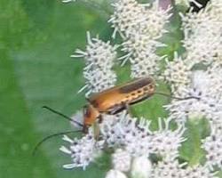 Jumpseed Beetles - Pestipedia