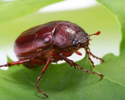 June Bugs - Pestipedia
