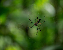 Jungle Spiders - Pestipedia