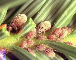 Juniper Aphids - Pestipedia