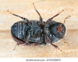 Juniper Bark Beetles - Pestipedia
