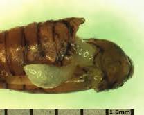 Juniper Berry Moths - Pestipedia