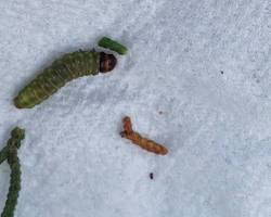 Juniper Budworms - Pestipedia