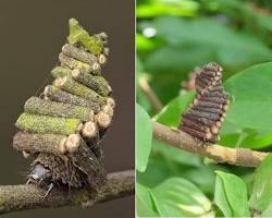 Juniper Casebearers - Pestipedia