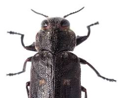 Juniper Flatheaded Borers - Pestipedia