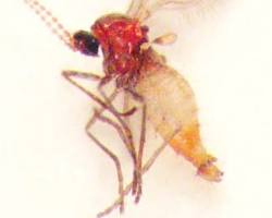 Juniper Gall Midges - Pestipedia