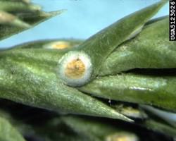 Juniper Hard Scales - Pestipedia