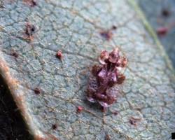 Juniper Lace Bugs - Pestipedia