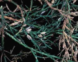 Juniper Leafminers - Pestipedia