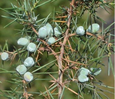 Juniper Needle Miners - Pestipedia