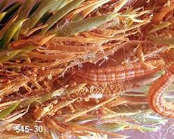Juniper Root Borers - Pestipedia