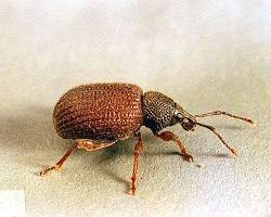 Juniper Root Weevils - Pestipedia