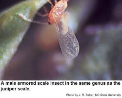 Juniper Scale - Pestipedia
