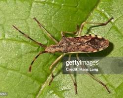 Juniper Seed Bugs - Pestipedia