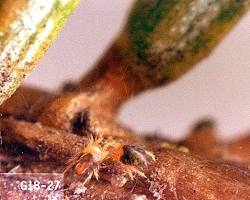 Juniper Spider Mites - Pestipedia