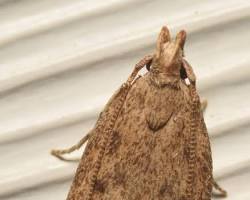 Juniper Tip Moths - Pestipedia