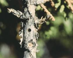 Juniper Twig Beetles - Pestipedia