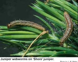 Juniper Webworms - Pestipedia