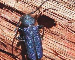 Juniper Wood Borers - Pestipedia