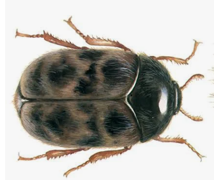 Khapra Beetles - Pestipedia