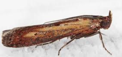 Lesser Cornstalk Borer - Pestipedia