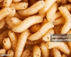 Maggots - Pestipedia