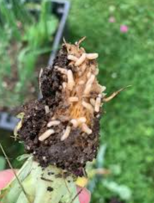 Dandelion Root Maggot - Pestipedia