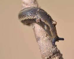 Slugs - Pestipedia