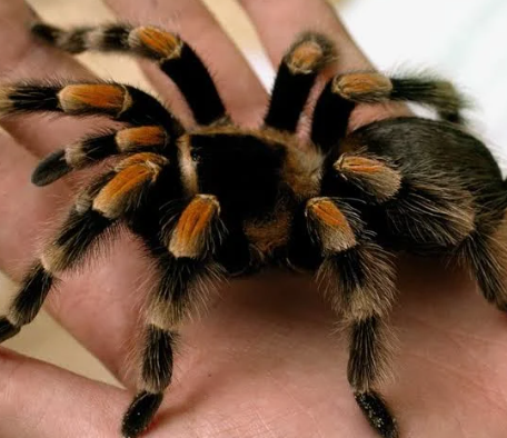 Tarantulas - Pestipedia