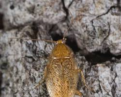 Tawny Cockroach - Pestipedia