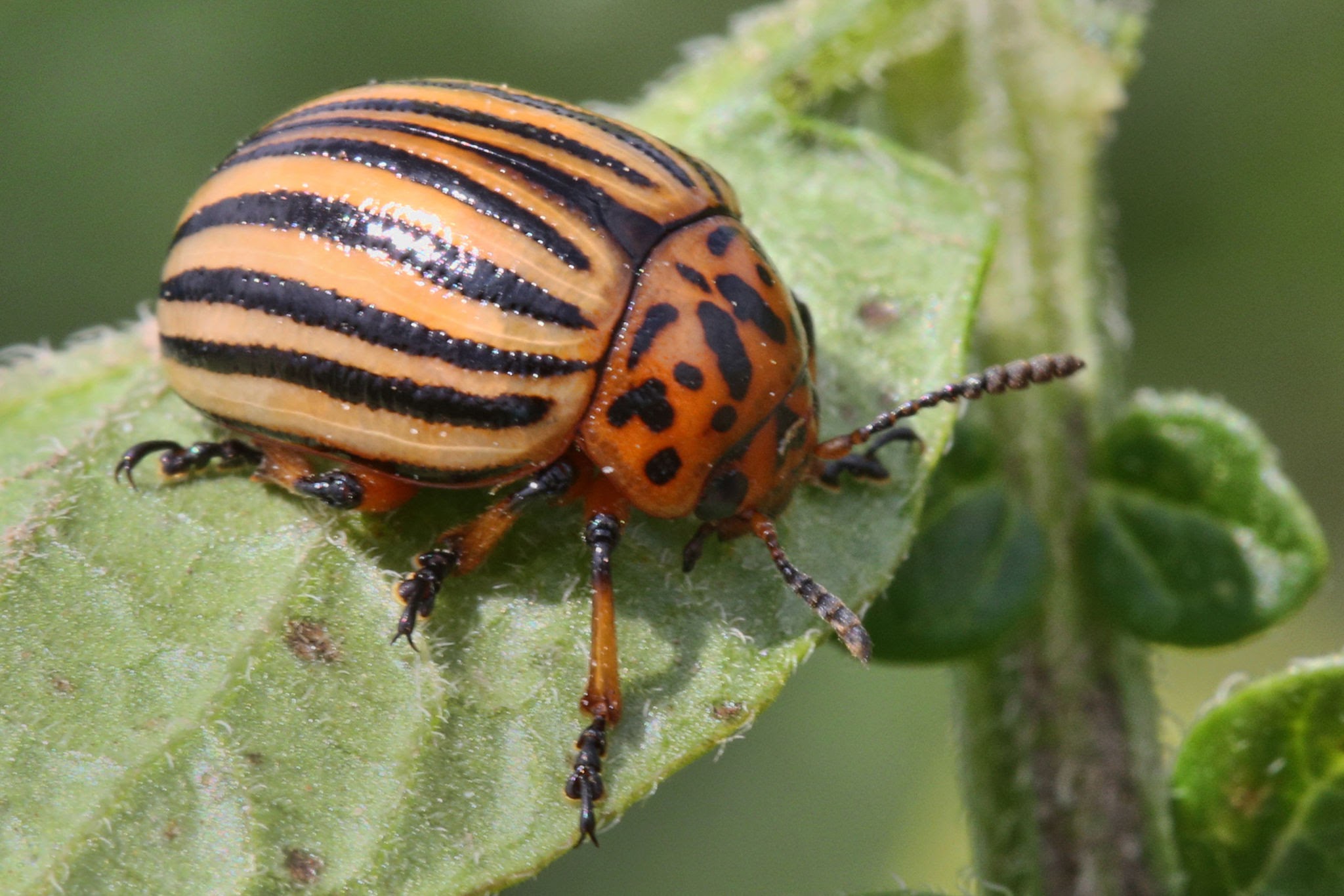 Three-Lined Potato Beetles - Pestipedia