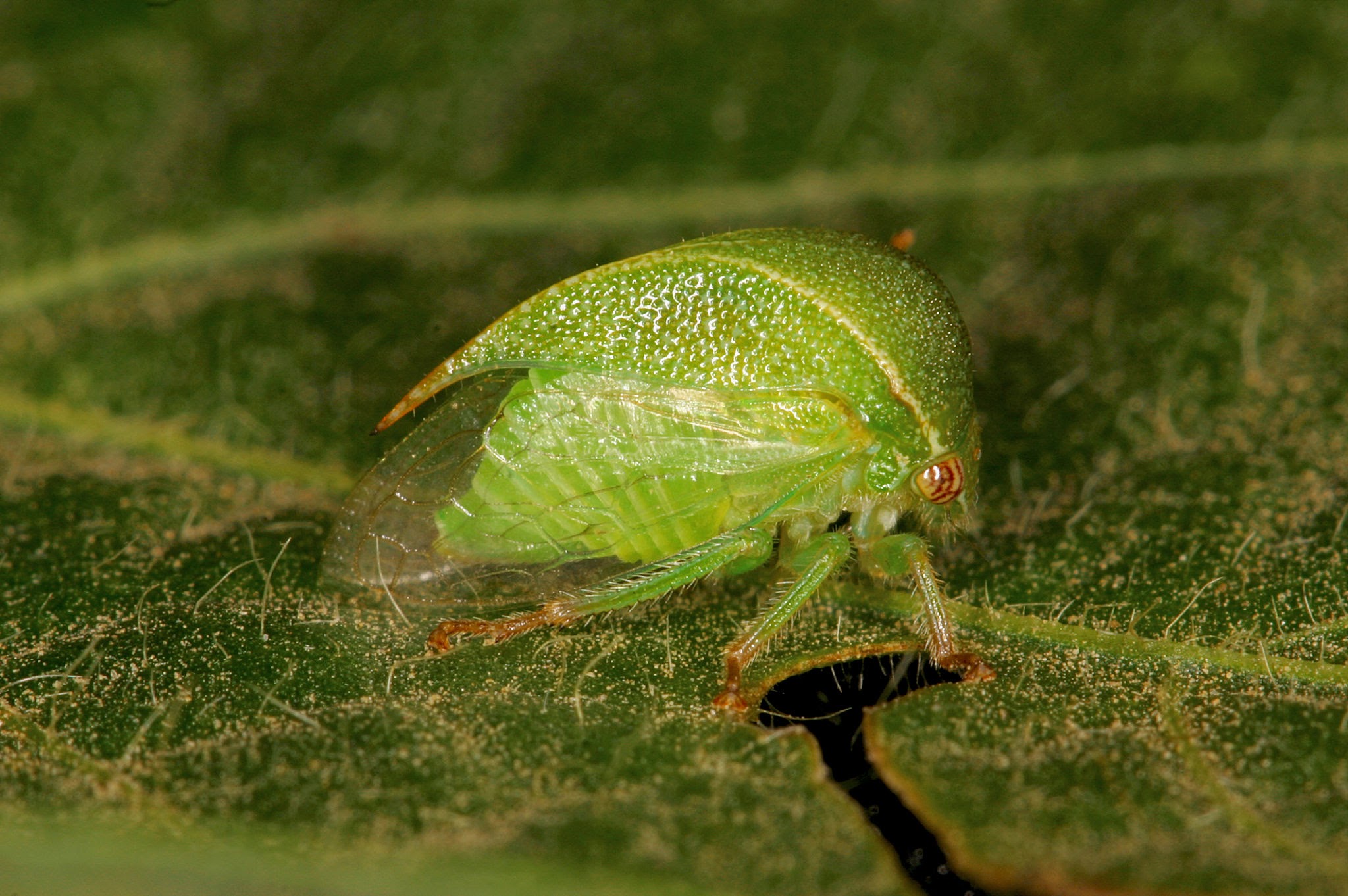 Threecornered Alfalfa Hoppers - Pestipedia