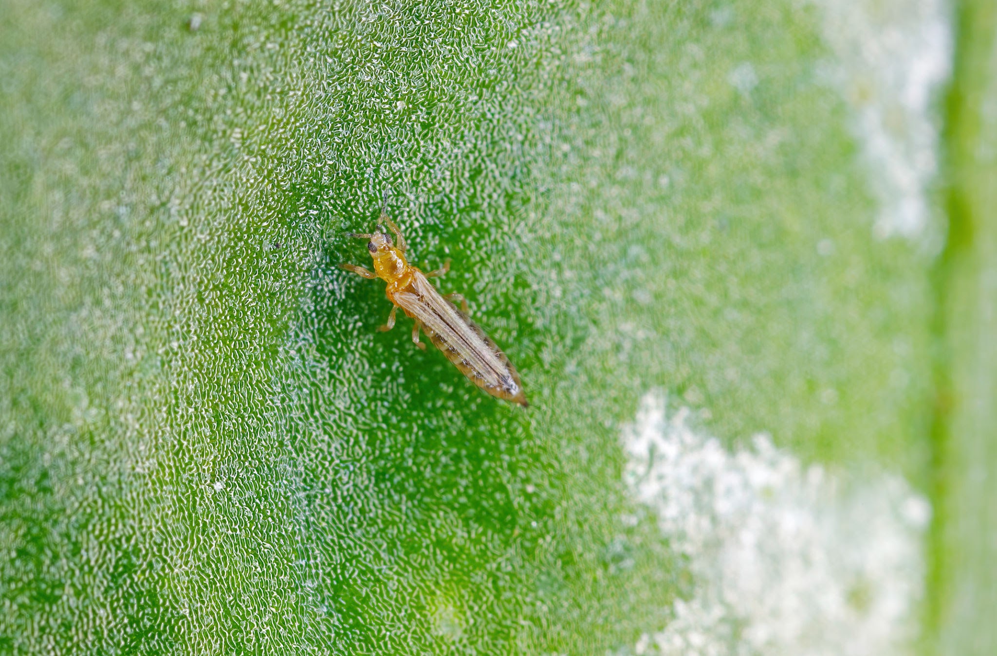 Thrips - Pestipedia