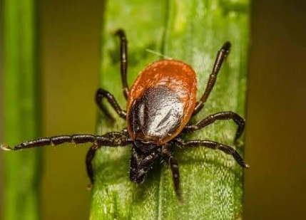 Ticks - Pestipedia