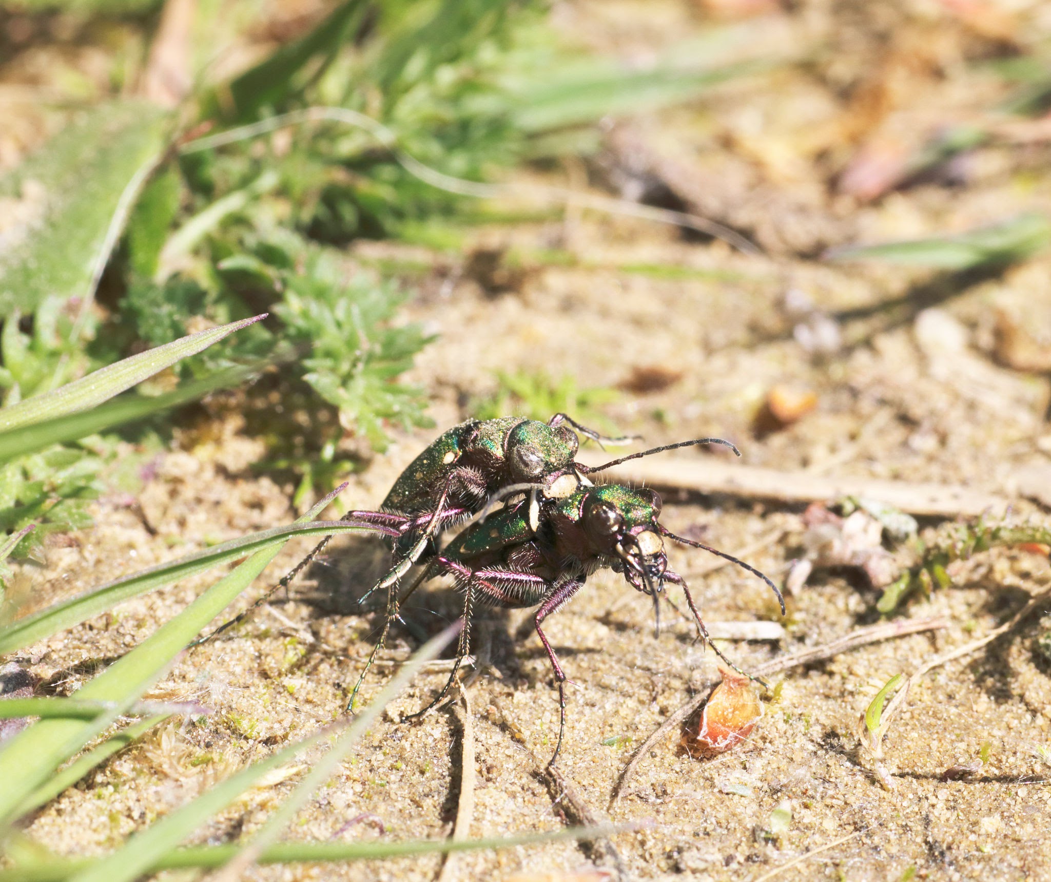 Tiger Beetles - Pestipedia