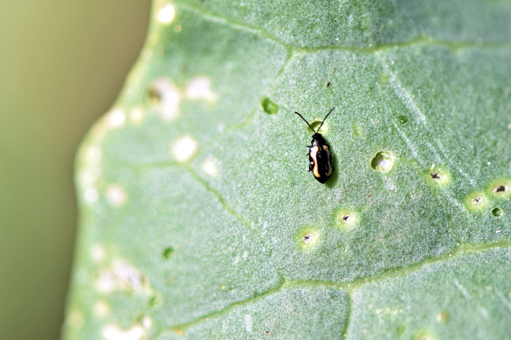 Tobacco Flea Beetles - Pestipedia