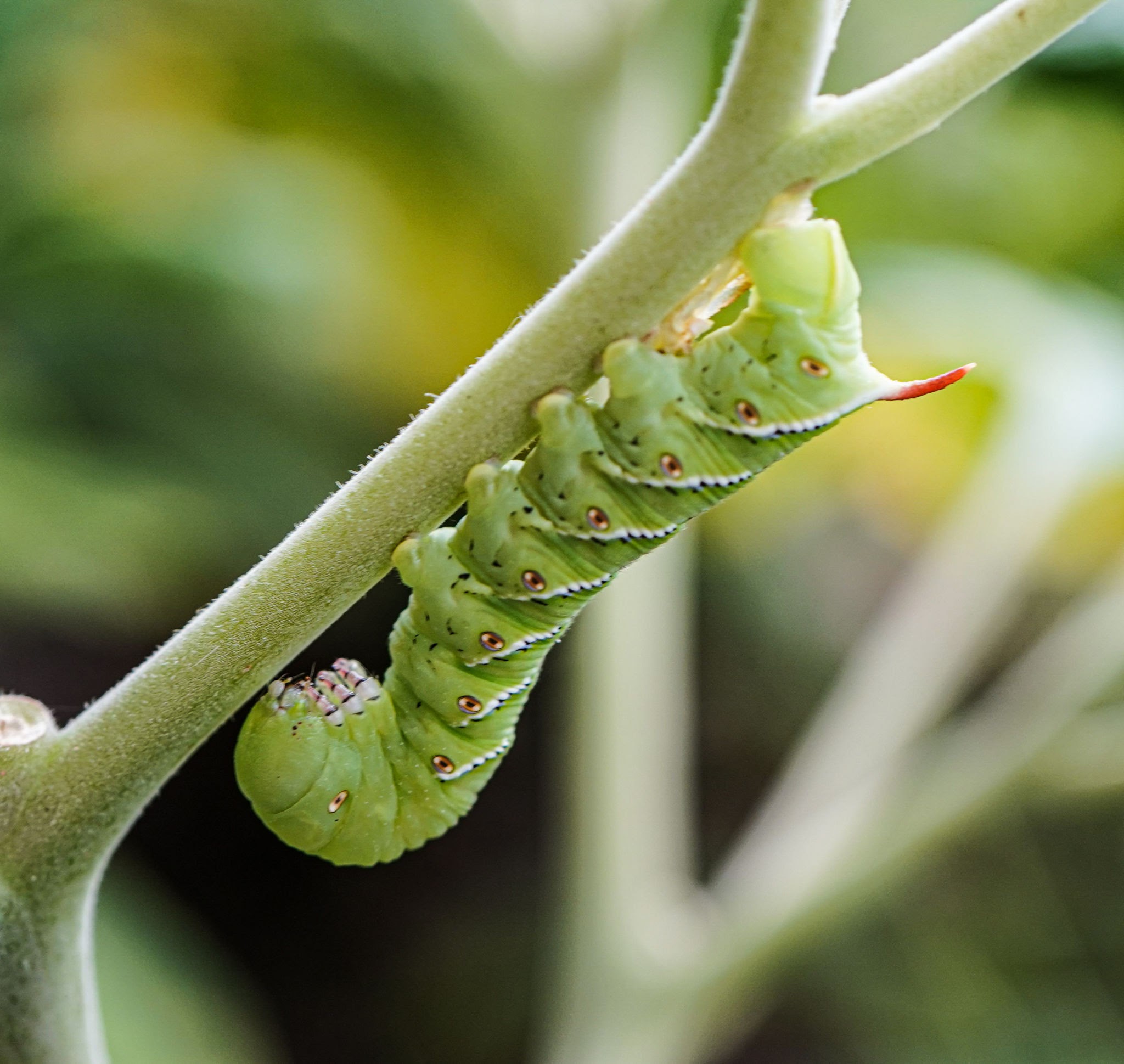 Tobacco Hornworms - Pestipedia
